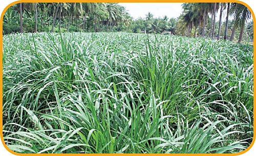 தீவனப் பயிர்கள்... புல்வெட்டும் கருவி...