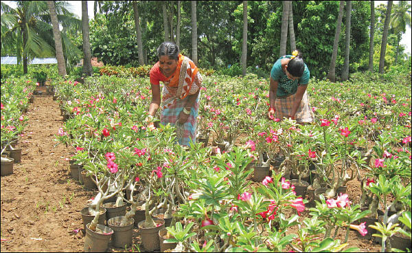 மண்புழு மன்னாரு: குறைந்த விலையில் மரக்கன்றுகள் வாங்க... ‘கடியம்’ போங்க!
