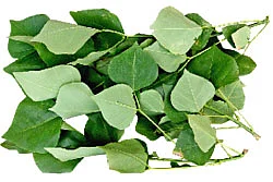 கர்ப்பத்தடை நீக்கும் கல்யாண முருங்கை!
