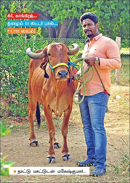 பணம் குவிக்கும் பண்ணைத் தொழில்கள்! - 1 - கிர், காங்கிரஜ்... தினமும் 50 லிட்டர் பால்...ரூ.1,750 லாபம்!