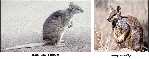 மாயா டீச்சரின் மந்திரக் கம்பளம் !