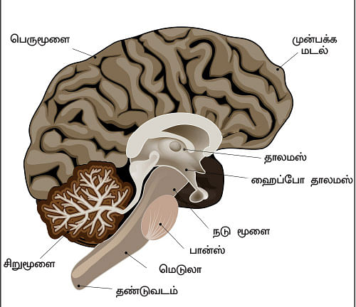 உச்சி முதல் உள்ளங்கால் வரை - வெர்ஷன் 2.0 - 12