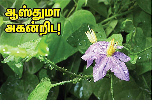 சித்த மருத்துவம் சிறப்பான தீர்வு!