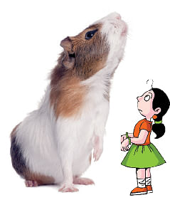 மாயா டீச்சரின் மந்திரக் கம்பளம்