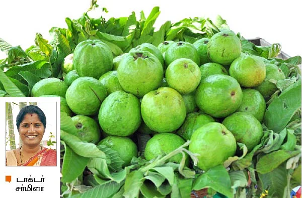 கொய்யா தரும் குறைவில்லாச் சத்து!