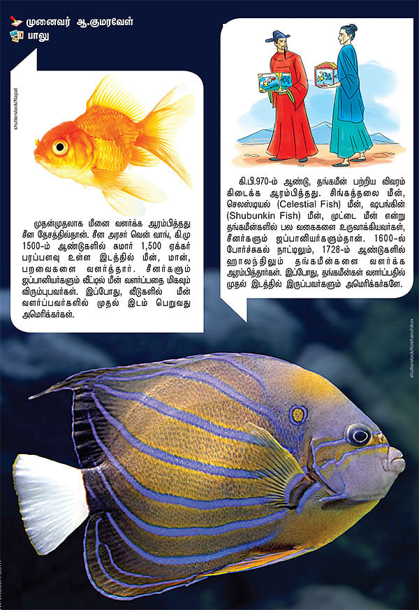 தொட்டிக்குள் சுற்றும் தங்கச் செல்லங்கள் !