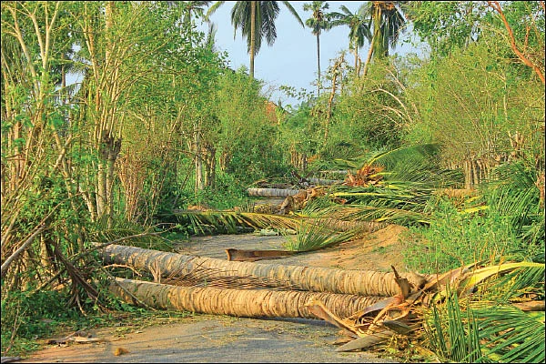 கஜா சாய்த்த தென்னை மரங்கள்... உயிர் பிழைப்பது சாத்தியமா?