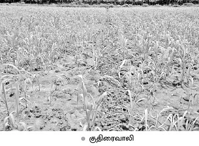 மானாவாரிக்கு ஏற்ற மகத்தான தொழில்நுட்பங்கள்...