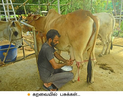 22 மாடுகள்... மாதம் ஒரு லட்சம்! பழுதில்லாமல் லாபம் கொடுக்கும் பால் பண்ணை!
