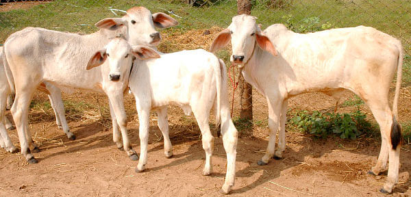 நீங்கள் கேட்டவை: ''கன்றுகளுக்குக் கொம்பு சுடுவது அவசியமா?''
