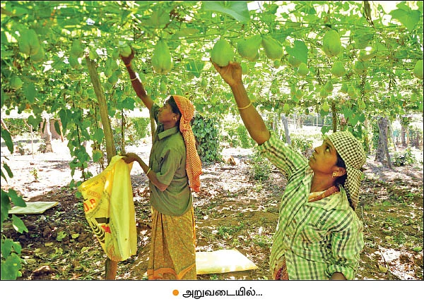 சௌகரியமான வருமானம் தரும் சௌசௌ! - பட்டையைக் கிளப்பும் பந்தல் சாகுபடி