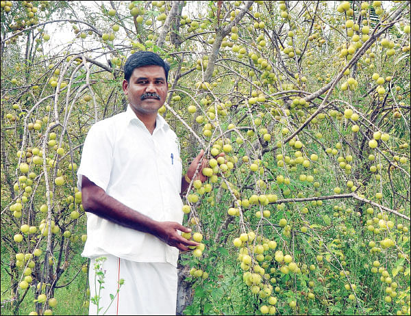 கொஞ்சம் ப்ளஸ்... நிறைய லாபம்! - நிலையான வருமானம் தரும் நெல்லிச்சாறு! - 06
