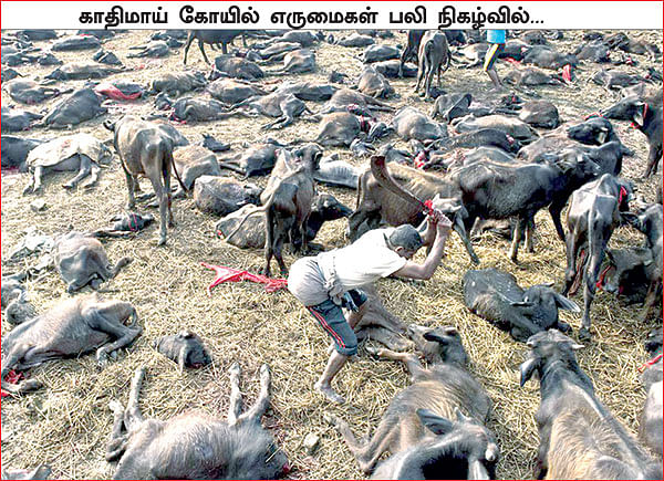 மாட்டிறைச்சி விவகாரம்... கோர்ட் சொன்னது ஒன்று... அரசு செய்தது வேறொன்று!