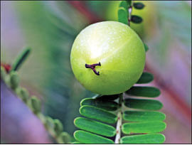 மாயா டீச்சரின் மந்திரக் கம்பளம் !