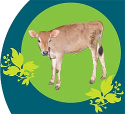 கோவிந்தபுர கன்றுக்குட்டி!
