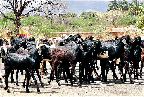 ஆடுகளில் ஒட்டுண்ணிகள்... உஷார்!