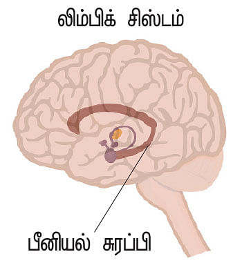 உச்சி முதல் உள்ளங்கால் வரை... - வெர்ஷன் 2.0 - 8