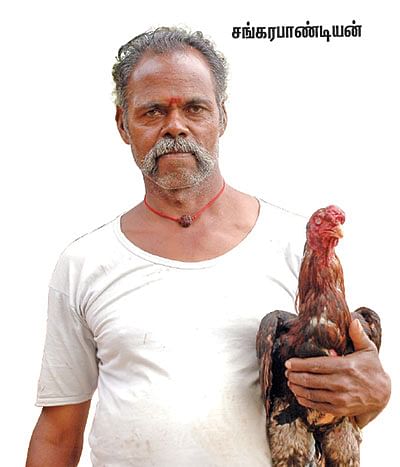 சங்கரபாண்டியன் சேவல்!