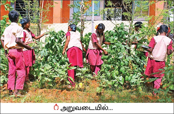 பள்ளியில் காய்கறித் தோட்டம்... அசத்தும் அரசுப்பள்ளி மாணவர்கள்!