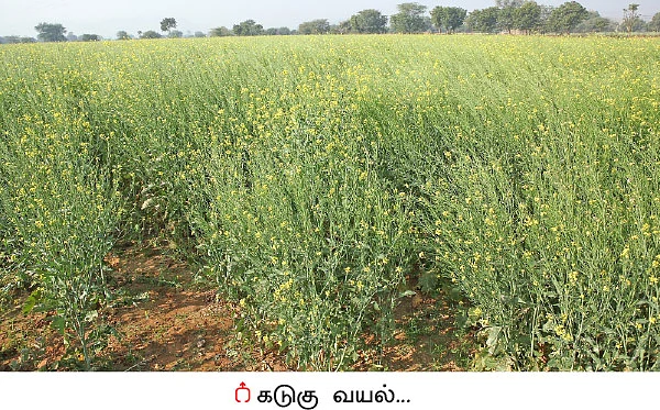 மரபணு மாற்றுக் கடுகு... உண்மையை மறைக்கும் ஆராய்ச்சி முடிவுகள்!