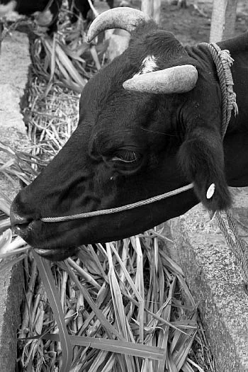 உயிரிழந்த சினைமாடுகள்... அலைக்கழிக்கும் அதிகாரிகள்...