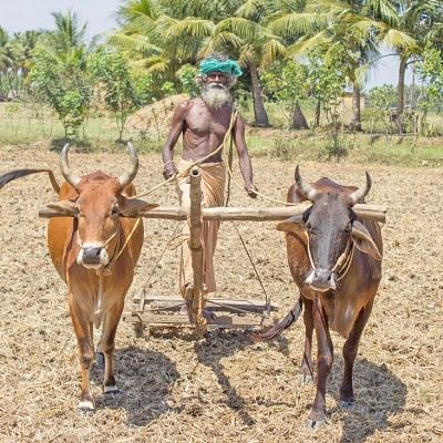 கை கொடுக்கும் கைவரச்சம்பா...