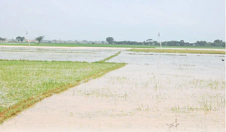 மழையில் மூழ்கிய நெற்பயிர்கள்...மீட்டெடுக்கும் முட்டை-வெங்காயக்கரைசல்!