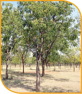 பென் டிரைவ்