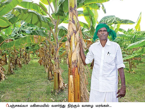 பஞ்சகவ்யா! - 22 - அன்று சாணிப்பால்... இன்று பஞ்சகவ்யா! மானாவாரியிலும் மகத்தான மகசூல்!