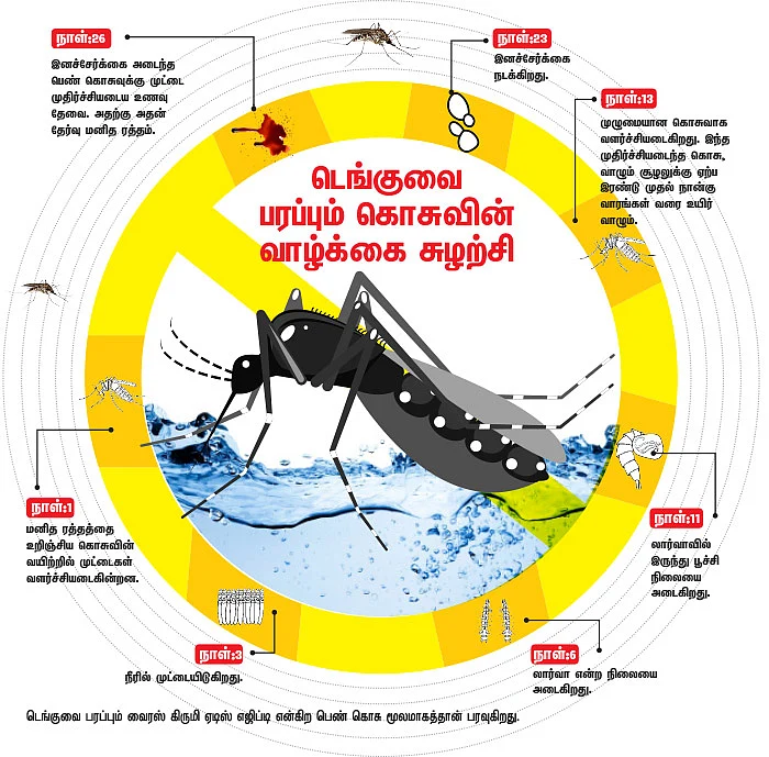 டெங்குவை பரப்பும் கொசுவின் வாழ்க்கை சுழற்சி
