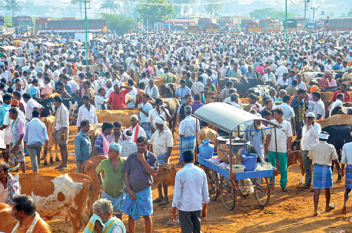 முடங்கிப்போன மாட்டுச் சந்தைகள்!