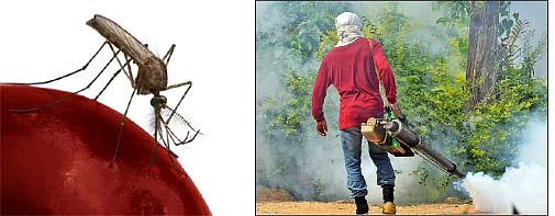 மீண்டும் டெங்கு! மீள்வது எப்படி?