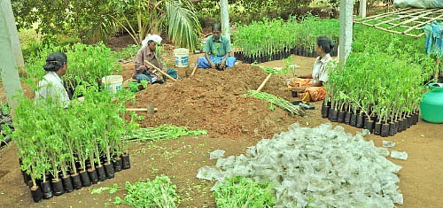 ஒரு ஏக்கர்... ஆண்டுக்கு ரூ.3 லட்சத்து 20 ஆயிரம் வருமானம்...வறட்சியிலும் வருமானம் தரும் நாட்டுமுருங்கை!