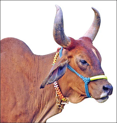 பணம் குவிக்கும் பண்ணைத் தொழில்கள்! - 1 - கிர், காங்கிரஜ்... தினமும் 50 லிட்டர் பால்...ரூ.1,750 லாபம்!