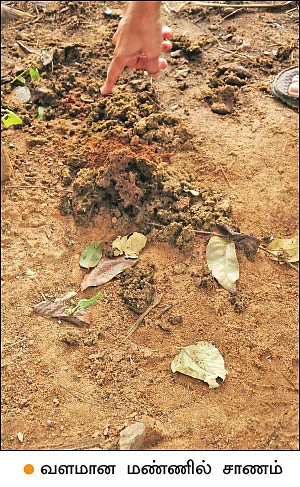மண், மக்கள், மகசூல்! - மாட்டுச்சாணம் மூலம் மண் நலத்தை அறியலாம்!