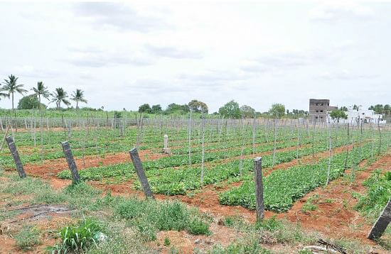 இயற்கைப் பீர்க்கன்...1 ஏக்கர்... 130 நாள்... ரூ1,60,000