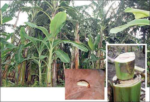நீங்கள் கேட்டவை - ஆப்பிள் மரம் தமிழ்நாட்டில் வளருமா?