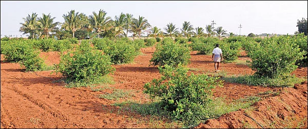 ஏற்றம் தரும் எலுமிச்சை... நடவு முதல் அறுவடை வரையான நுட்பங்கள்!