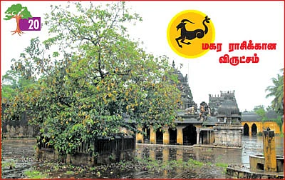 ஆரோக்கியம் அருளும் ஆலய விருட்சங்கள்!