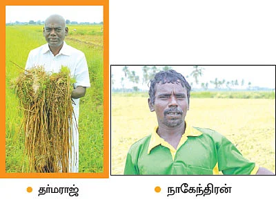 ‘சிறுமழைக்கே தாங்காத கோ-51 நெல்’