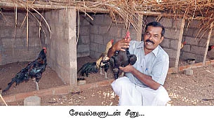 ஒரு சேவல், 10 ஆயிரம் ரூபாய்...