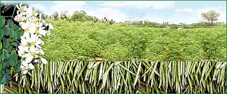 முருங்கையில் இத்தனை லாபமா?