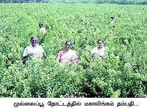 ஏக்கருக்கு 4 லட்சம்... நெகிழ வைக்கும் நேரடி விற்பனை...