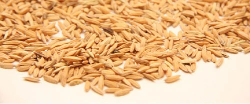 வயல்வெளிப் பள்ளி