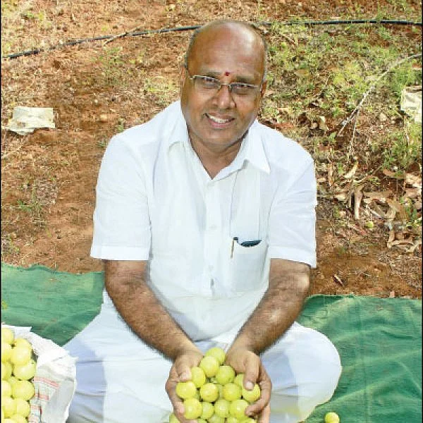 Amla …. Providing Contented Income!