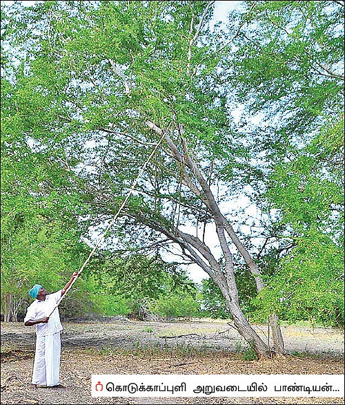 வறண்ட நிலத்திலும் வருமானம் கொடுக்கும் கொடுக்காப்புளி!