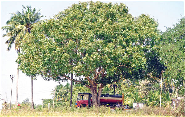 மரம் செய விரும்பு! - உயிர்க்காற்று இலவசம்... ஆரோக்கியம் தரும் அரச மரம்!