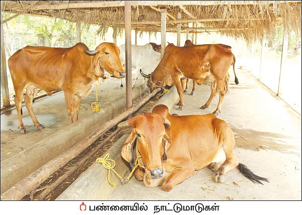 19 ஏக்கர்... ரூ 15 லட்சம் - நெல், எள், வாழை, உளுந்து... சிறப்பான லாபம் கொடுக்கும் ஜீரோ பட்ஜெட்!