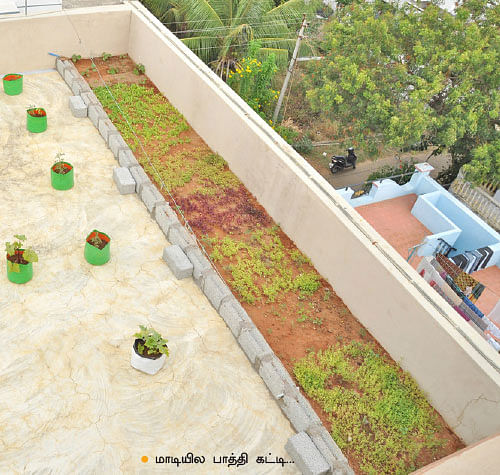 வீட்டுக்குள் விவசாயம் - 16