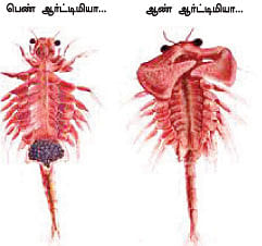 மாயா டீச்சரின் மந்திரக் கம்பளம் !